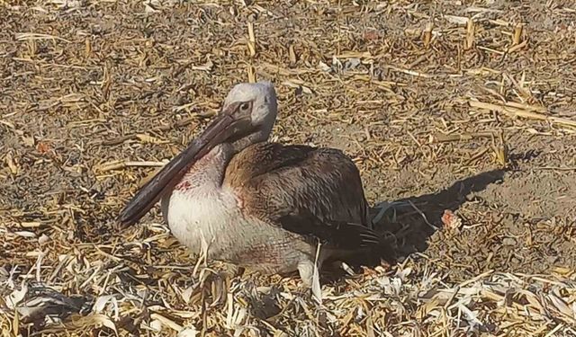 Yaralı pelikana vatandaşlardan yardım eli