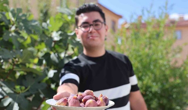 Yetişmesi zor bilinen inciri apartman bahçesinde yetiştirdi