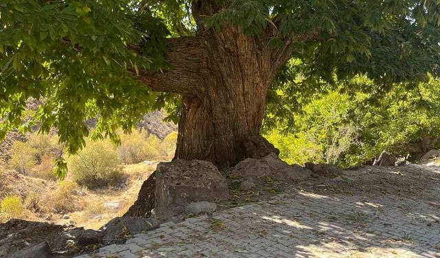 Doğadan ilham alan yarışma