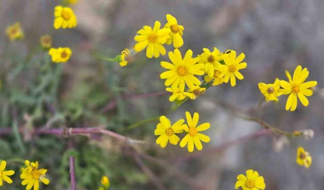 Kış gelmeden bahar geldi, kır çiçekleri açtı