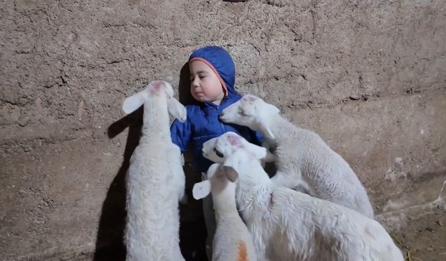 Kuzuların arasında kalan minik Yusuf’un tatlı halleri gülümsetti