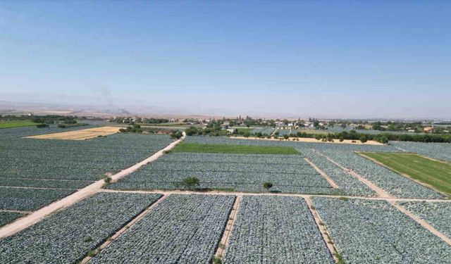 Lahana tarlalarında pestisit denetimi yapıldı