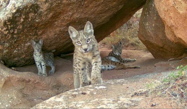 Ormanın hayaletleri ailece görüntülendi