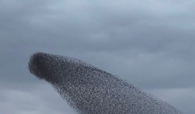 sığırcık kuşlarının dansı mest etti