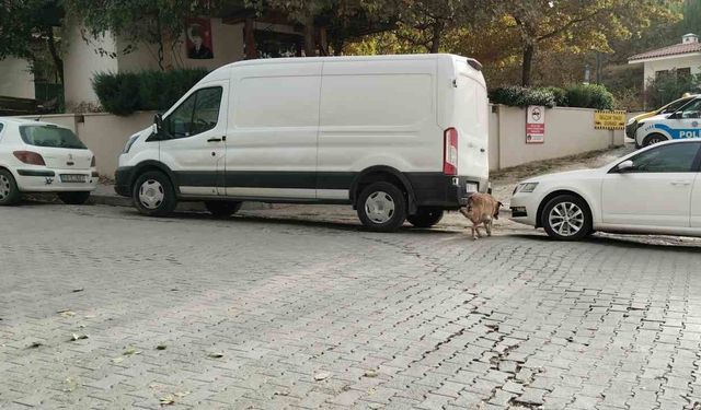 Sokak köpekleri ilçenin kabusu oldu: Otomobile 108 bin TL’lik zarar verdiler