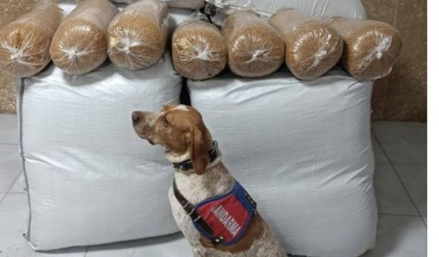 Yolcu otobüsünde 400 kilogram kaçak tütün ele geçirildi