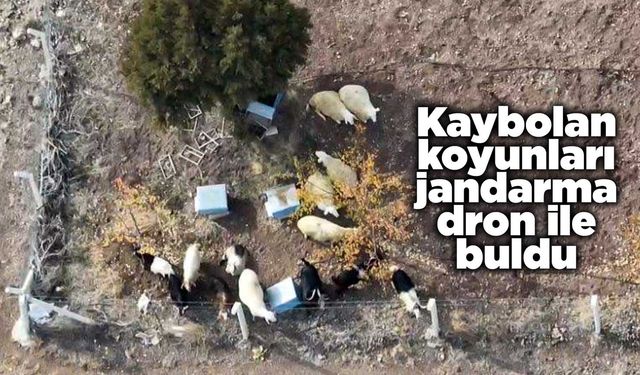 Kaybolan koyunları jandarma dron ile buldu