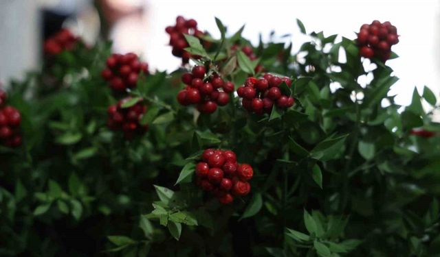 Aralık ayının en çok tercih edilen çiçeği kokina oldu