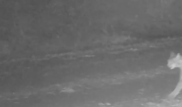 Çankırı’da vaşak görüntülendi