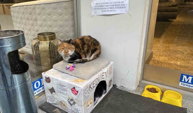 Dükkan önündeki kedi için asılan ilginç not dikkat çekti: 'Dilenci değilim'