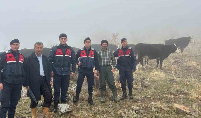 Hayvanları kaybolan kişinin imdadına jandarma yetişti
