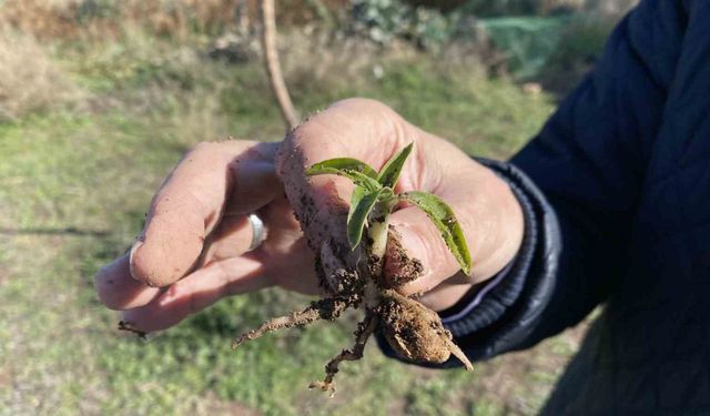 Nesli tükenme tehlikesi altında olan salep yeniden hayat buluyor
