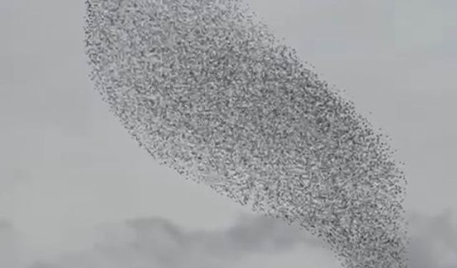 Sığırcık kuşları görsel şölen oluşturdu