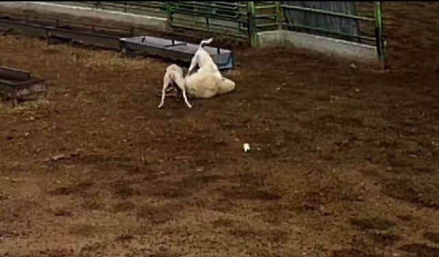 Sokak köpeklerinin saldırdığı koyun telef oldu