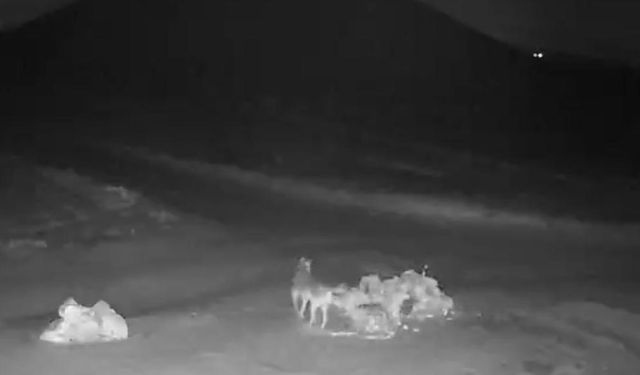 Aç kalan kurtlar köye indi