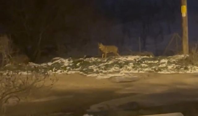 Başkentte kurt sürüsü görüldü