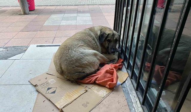 Dondurucu soğuk sokak hayvanlarının yaşamını zorlaştırdı