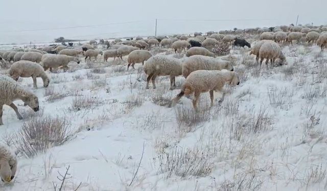 Koyunlar kar altında kaldı, çoban türküleriyle ile mest etti