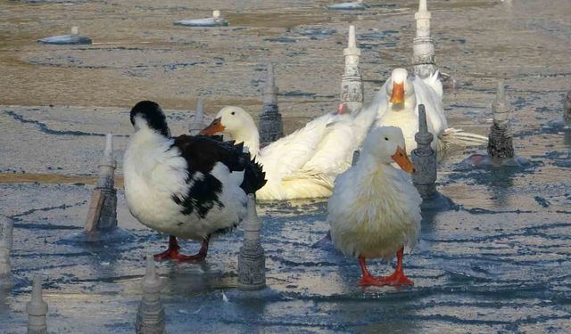 Soğuktan süs havuzları buz tuttu