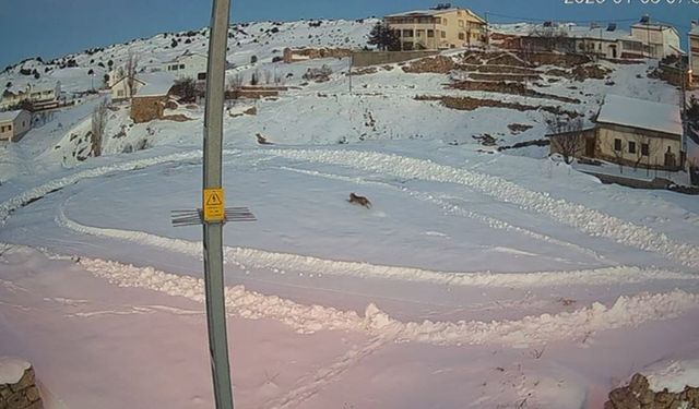 Vaşaklar ile kurtlar arasındaki kovalamaca kamerada