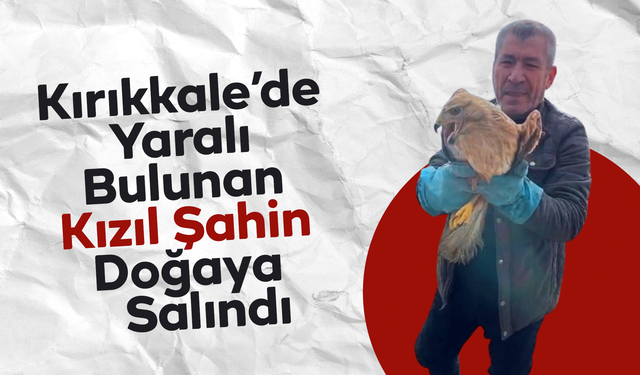 Kırıkkale’de Yaralı Bulunan Kızıl Şahin Doğaya Salındı