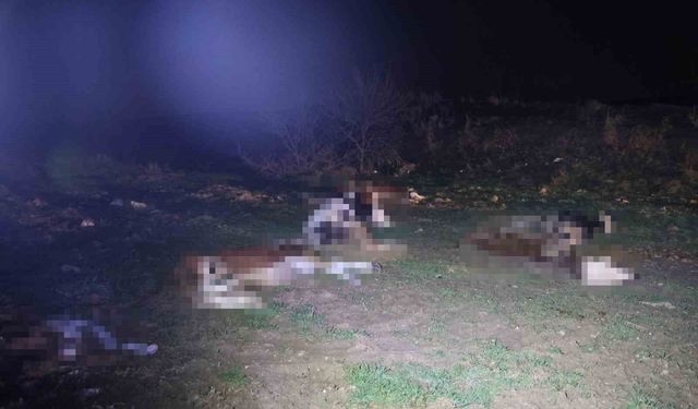 13 cansız hayvan jandarmayı harekete geçirdi