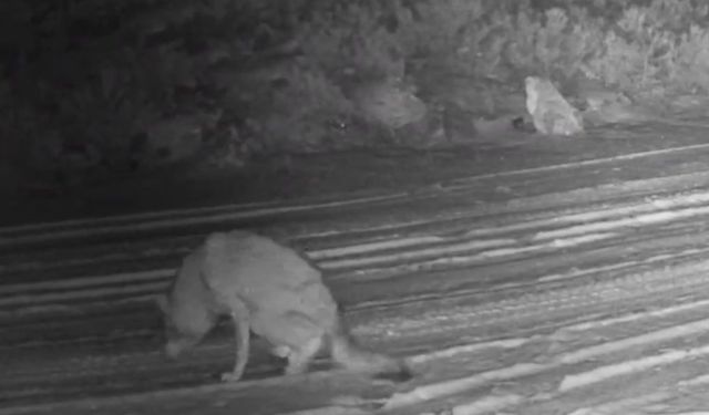 Çankırı'da yaralı kurt ve vaşak fotokapanda