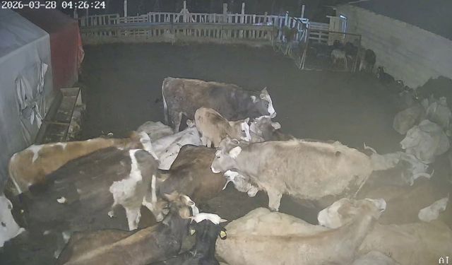 Ankara'daki bir köyde çiftliğe giren kurt sürüsü hayvanları telef etti