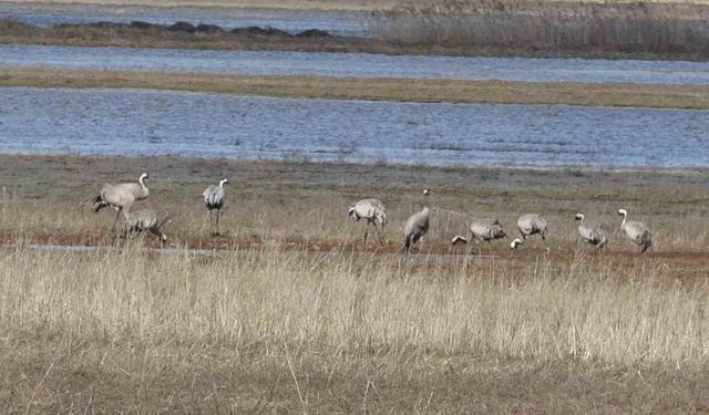 Baharın ilk habercilerinden turnalar kendini gösterdi