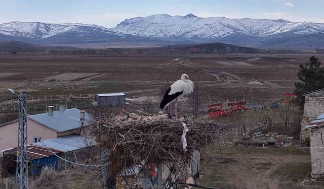 Baharın müjdecileri, asırlardır mesken tuttukları köye döndü
