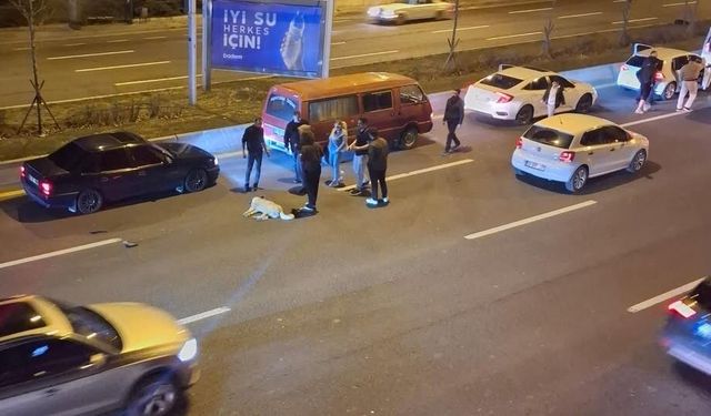 Başıboş köpek sorunu kazalara neden oluyor