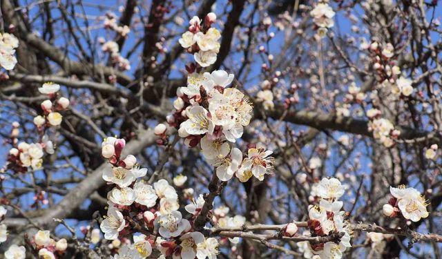 Eskişehir'de baharı müjdeleyen manzara