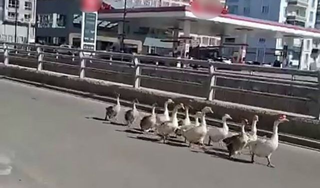 Kazların geçidi böyle görüntülendi