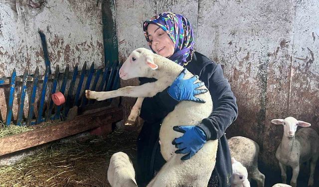 Şehir hayatını bırakıp üretime yöneldi: Kadın girişimci Fransız koyunlarıyla dikkat çekiyor