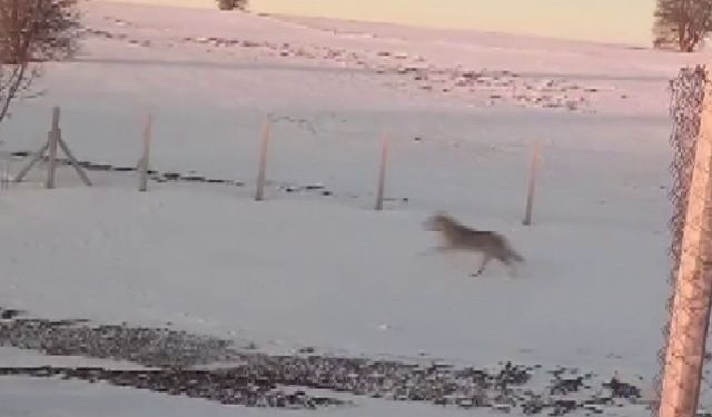 Sürüden ayrılarak mahsur kalan kurt, cep telefonu ile görüntülendi