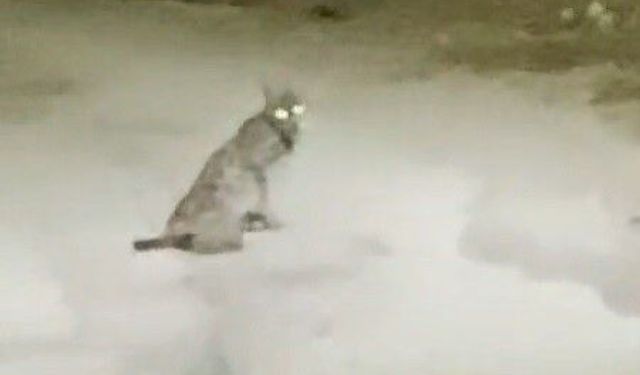 Vaşak görüntülendi