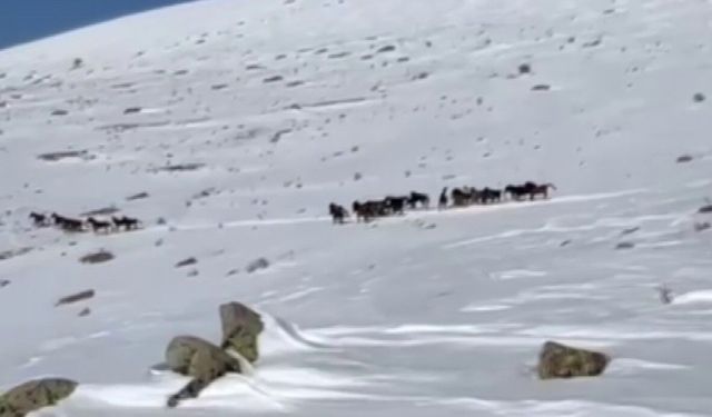 Yılkı atları karla kaplı doğada dans etti, o anlar cep telefonu kamerasına yansıdı