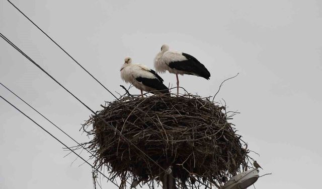 Yuvalarına dönen leylekler Yozgat'ta baharı müjdeledi