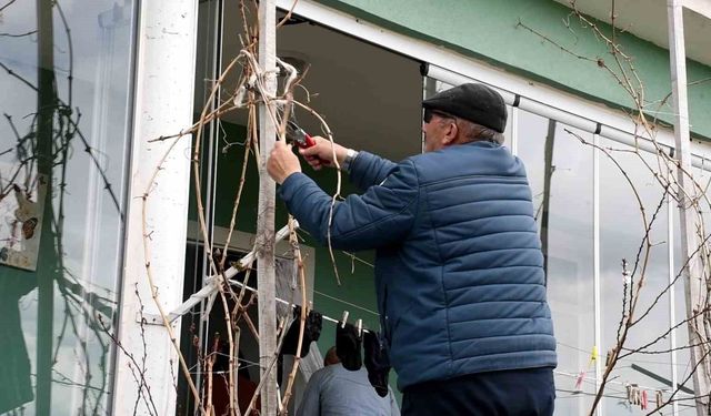 Geçen yıl don vurmuştu, üzüm üreticisi bu yıl umutlu