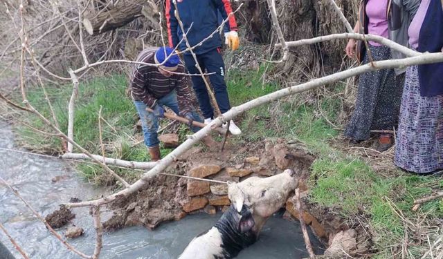 Kuyuya düşen büyükbaş, AFAD ekiplerince kurtarıldı
