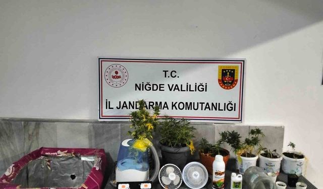 Niğde'de yasadışı kenevir yetiştirenlere operasyon