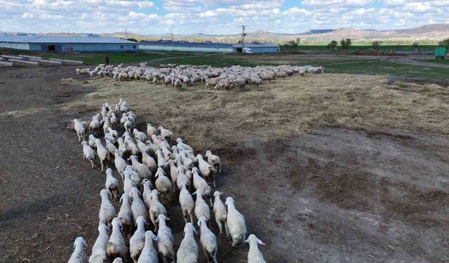 Onlarcası arasından kendi annelerini koklayarak buldular