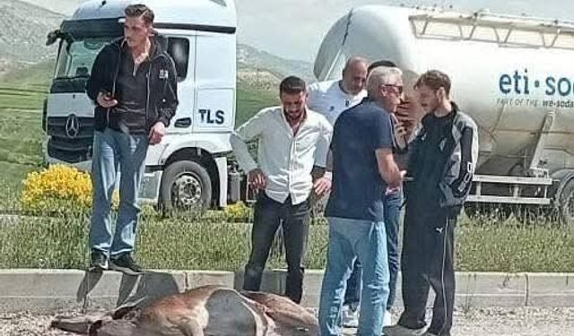 Otomobilin çarptığı geyik ağır yaralandı