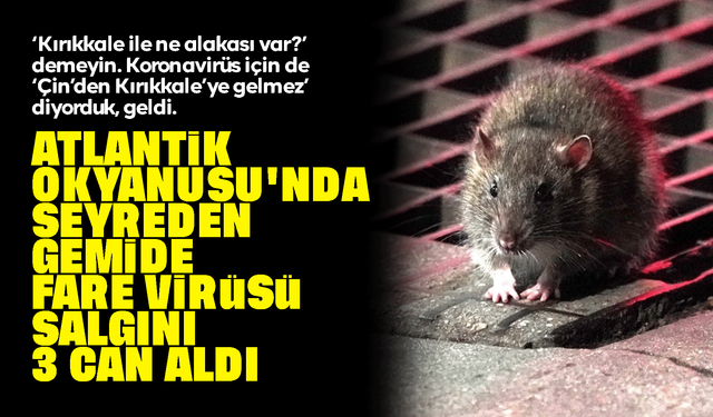 Kruvaziyer gemisinde hantavirüs alarmı: 3 yolcu hayatını kaybetti! Fare Virüsü nedir?