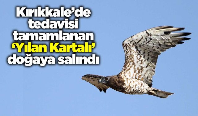 Kırıkkale’de tedavisi tamamlanan ‘Yılan Kartalı’ doğaya salındı