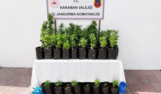 2 bin 802 kök kenevir ele geçirildi