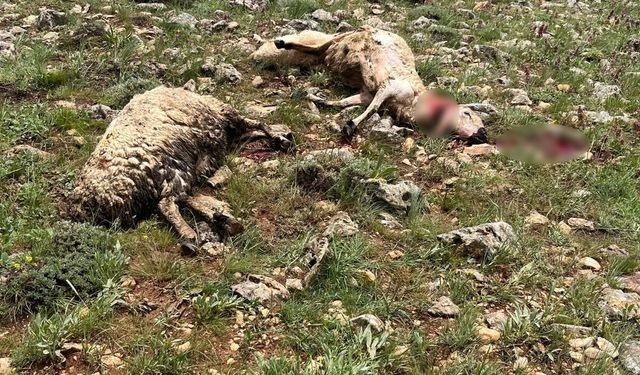 Koyun sürüsünün üzerine yıldırım düştü, 5 koyun telef oldu