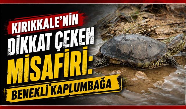 Kırıkkale’nin dikkat çeken misafiri: Benekli Kaplumbağa