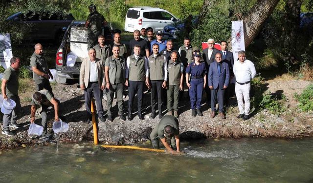 Ecemiş Çayı'na 15 bin alabalık yavrusu bırakıldı
