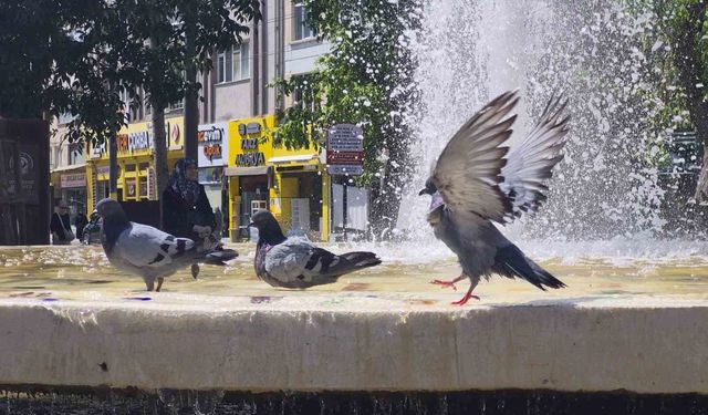 Fıskiyelerin altında kanat çırparak doyasıya serinlediler